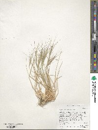 Aegilops triuncialis image