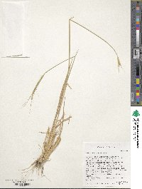 Triticum monococcum image