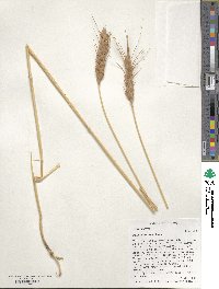 Triticum aestivum image