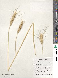 Triticum aestivum image