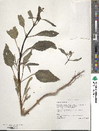 Image of Sesamum indicum