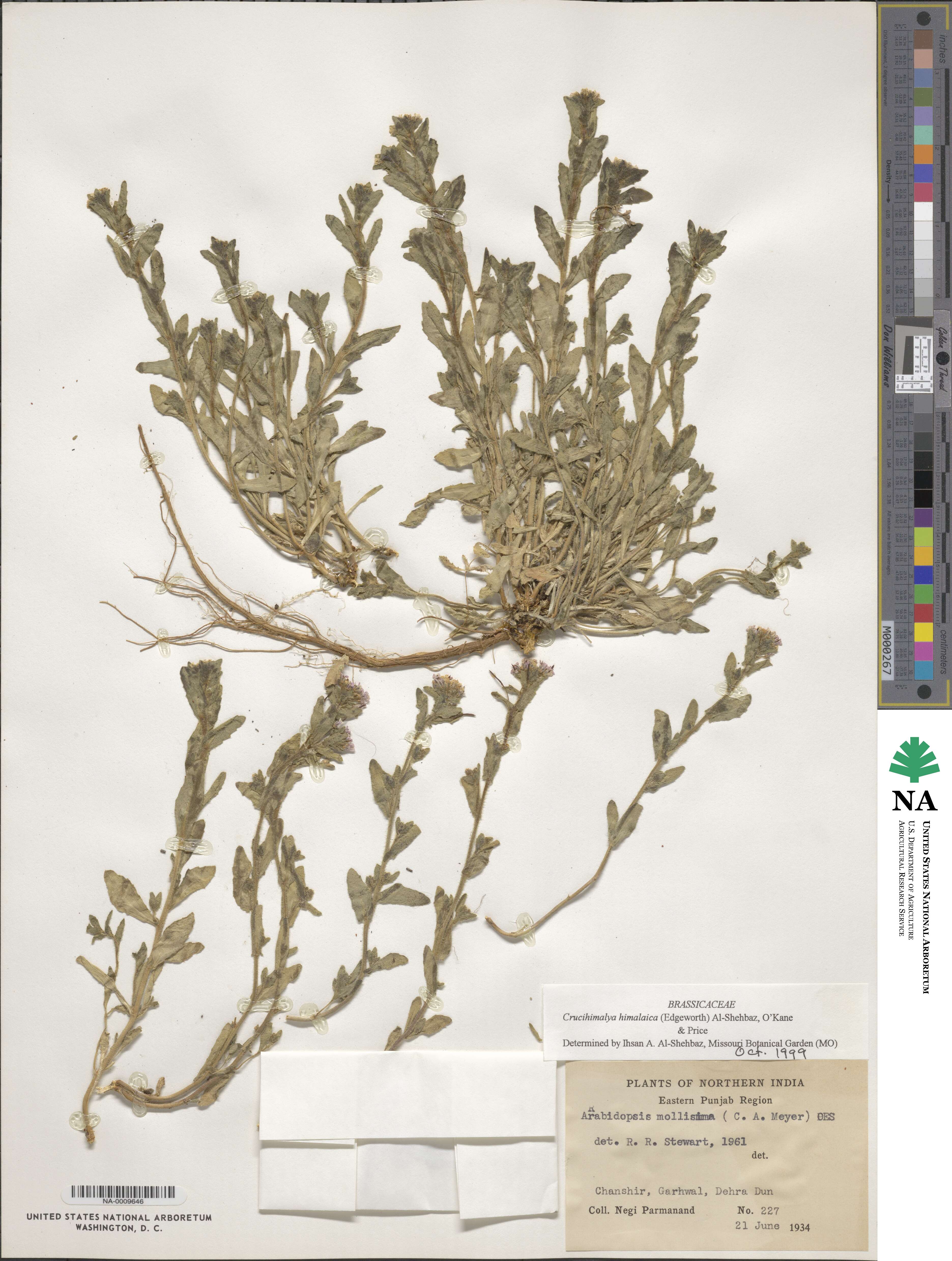 Crucihimalaya mollissima image