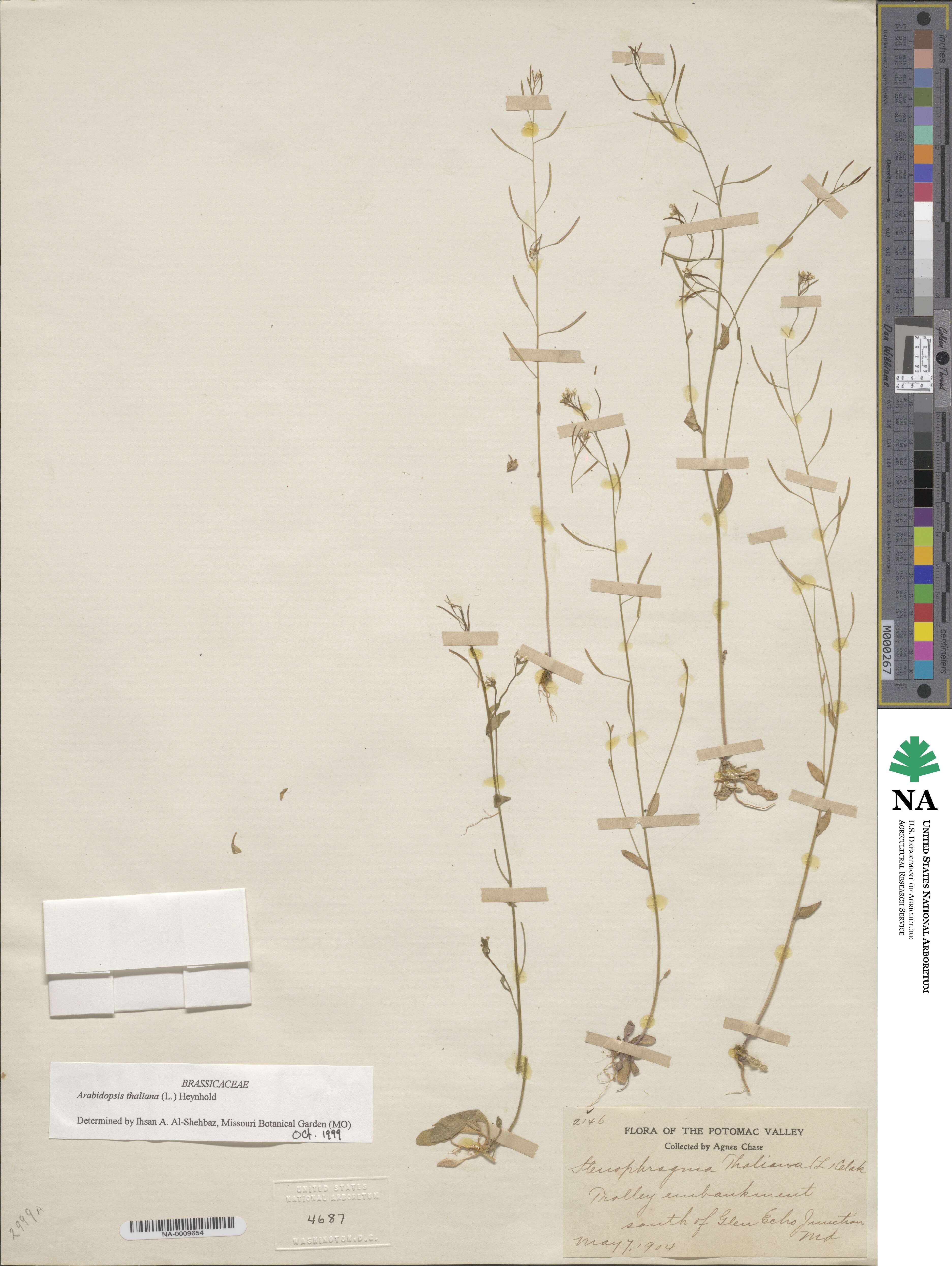 Arabidopsis thaliana image