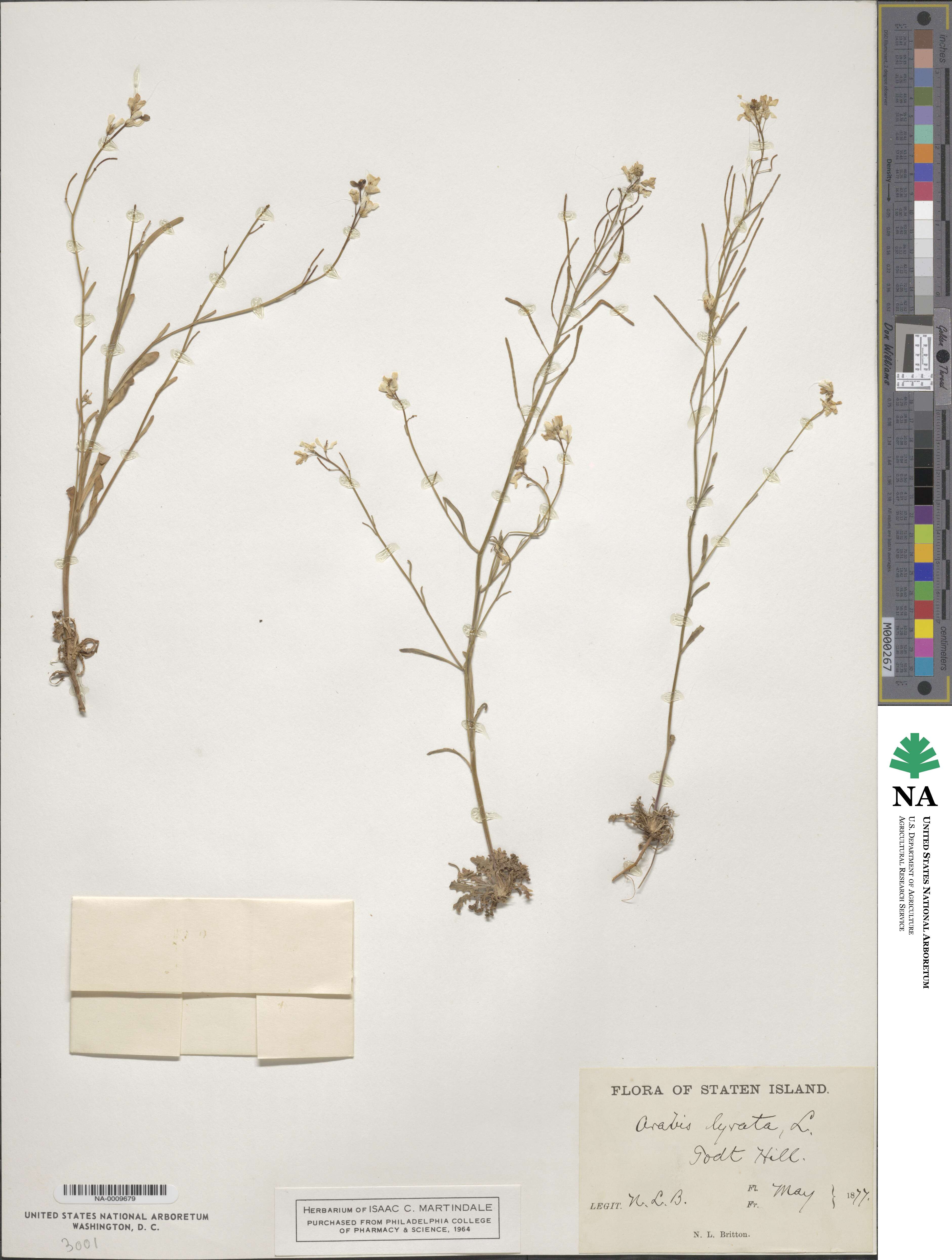 Arabidopsis lyrata image