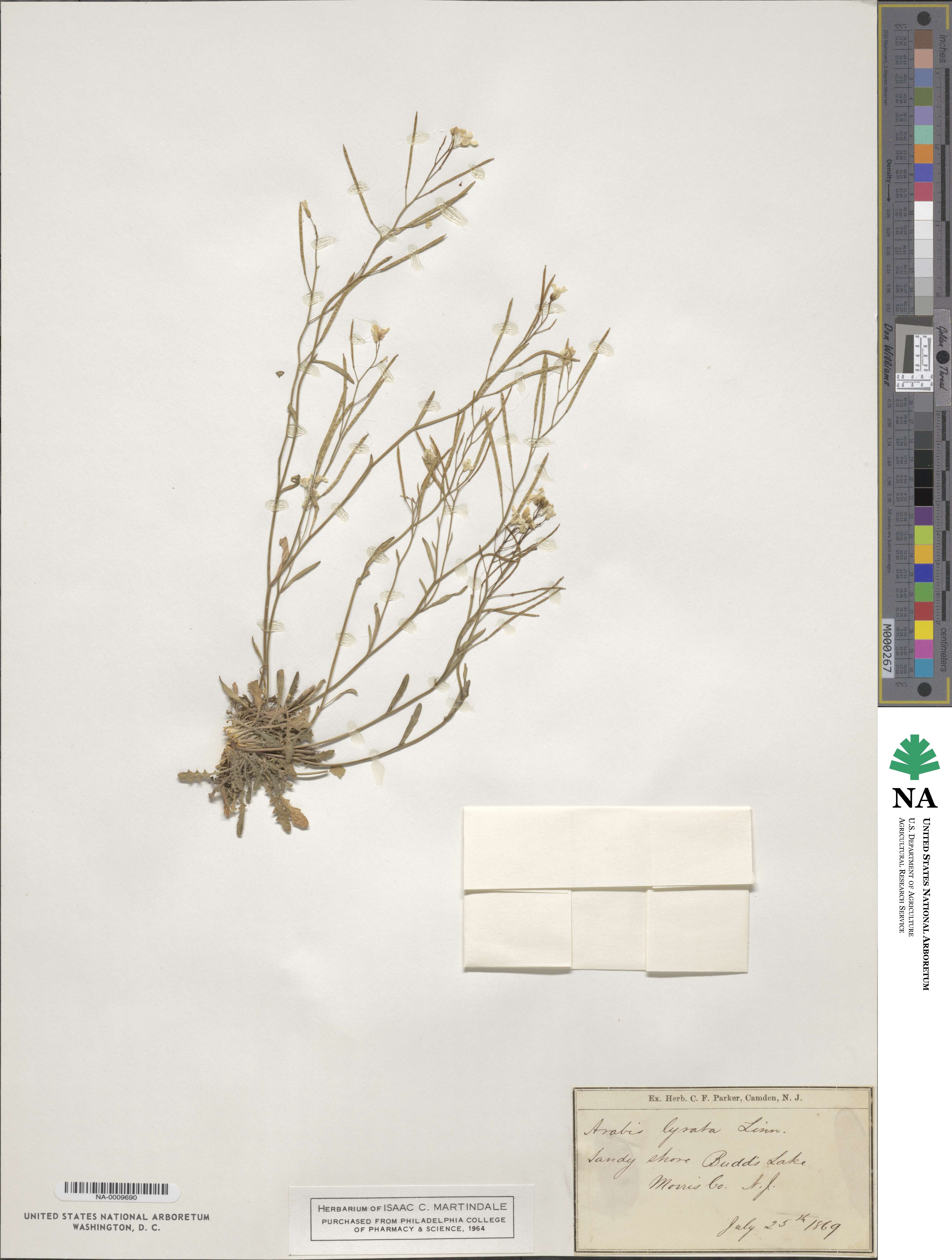 Arabidopsis lyrata image