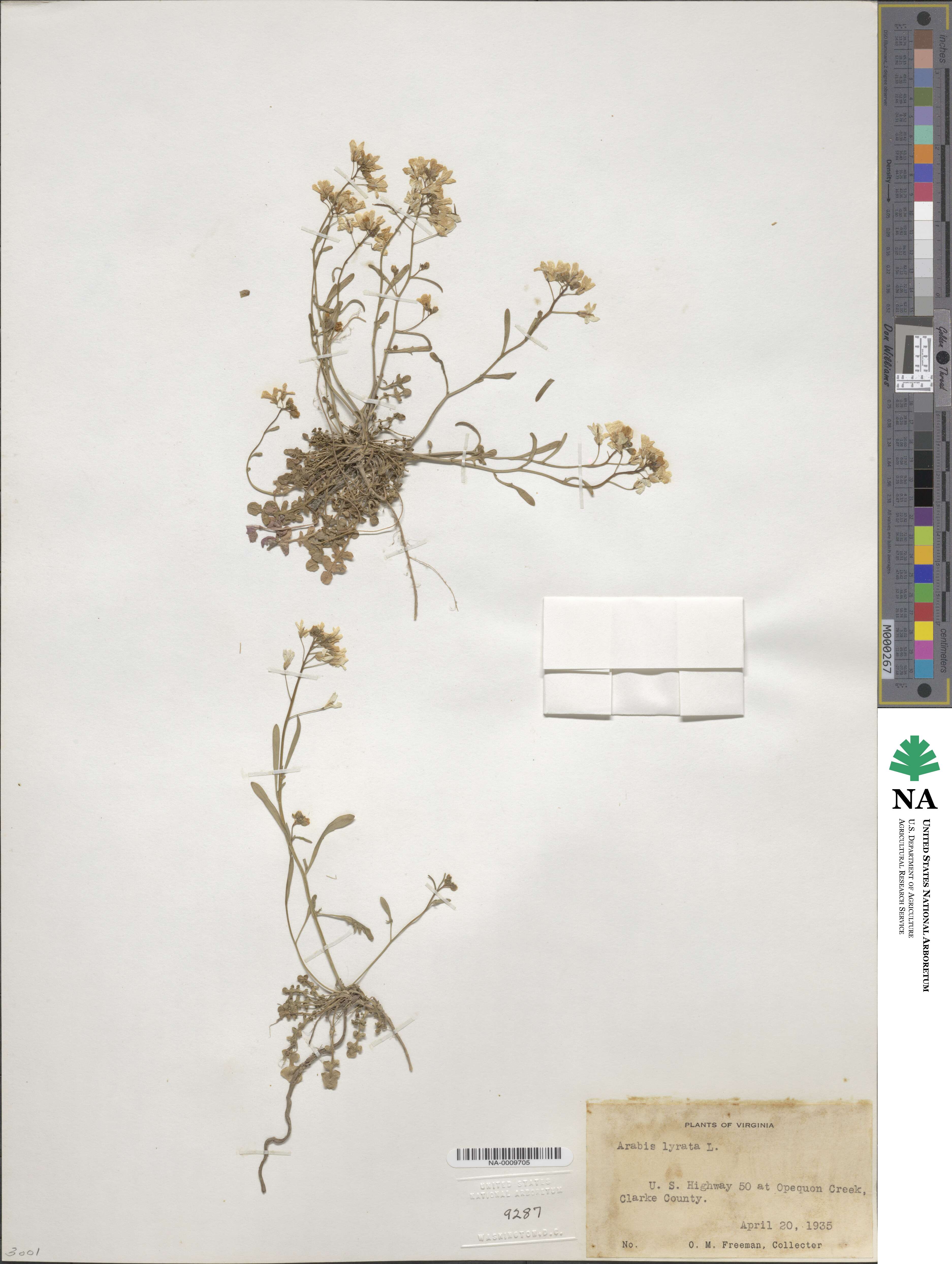 Arabidopsis lyrata image