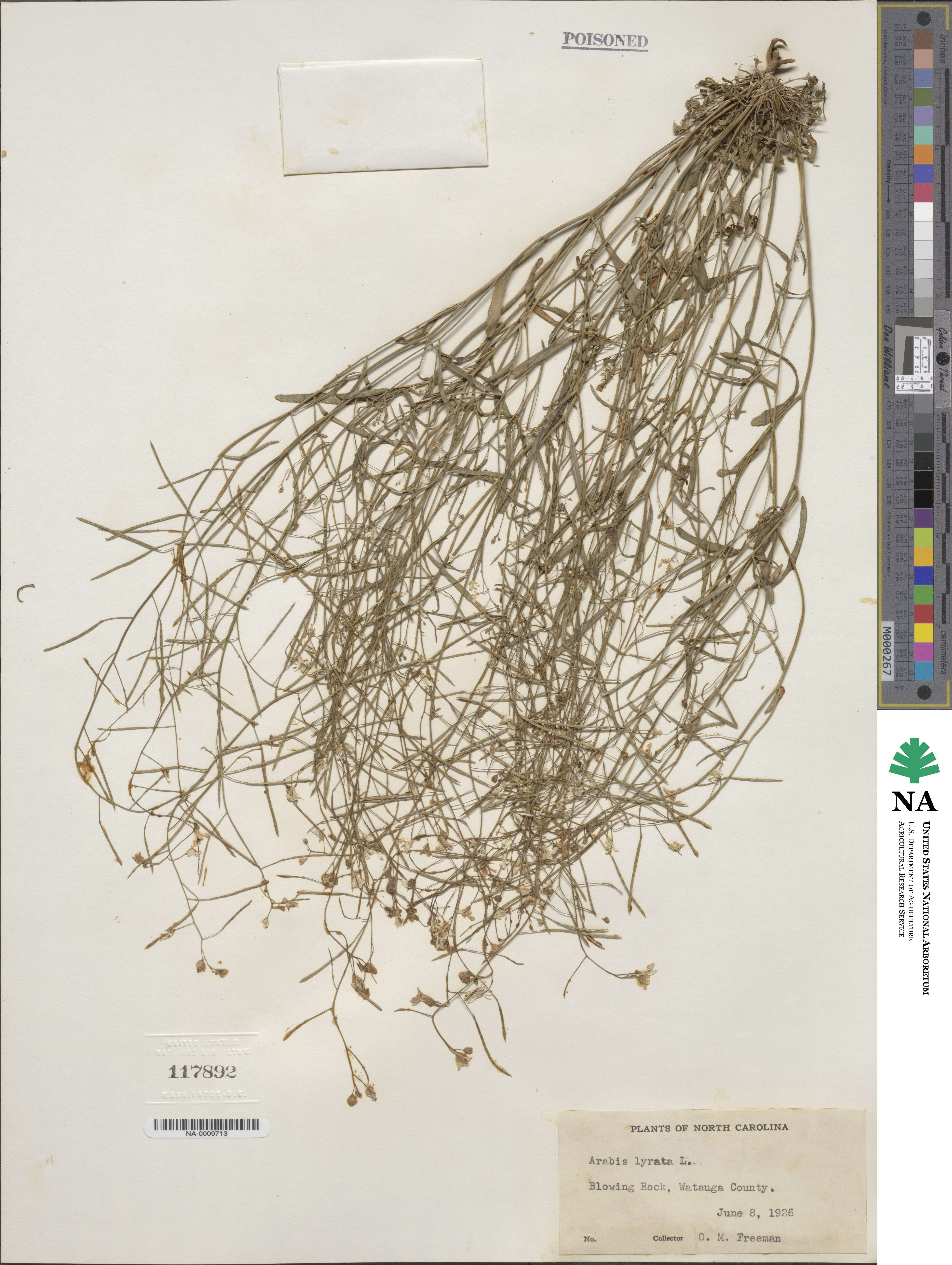 Arabidopsis lyrata subsp. lyrata image