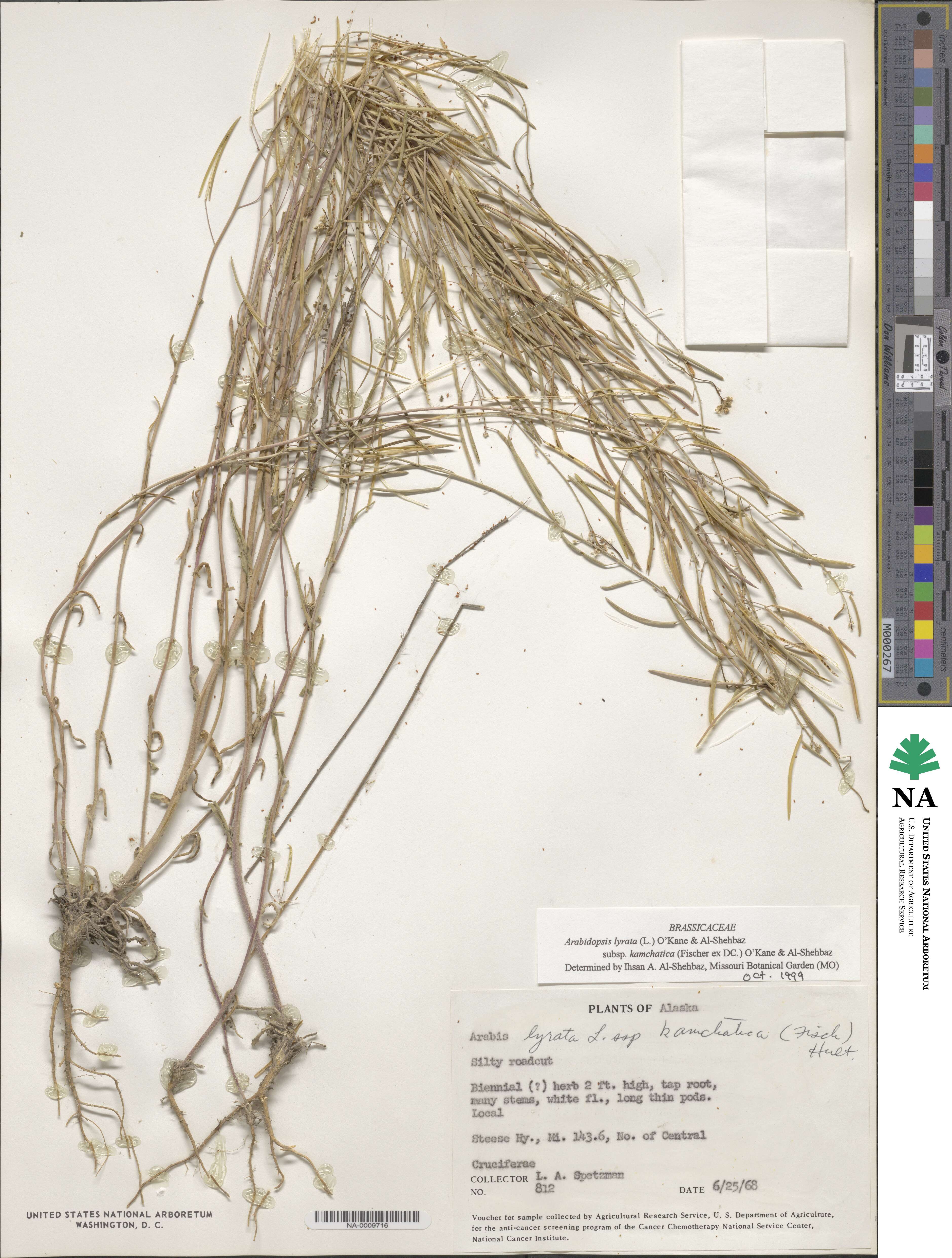 Arabidopsis lyrata subsp. kamchatica image
