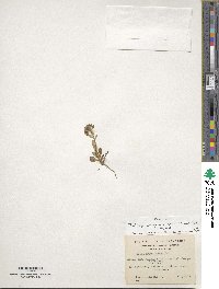 Noccaea magellanica image