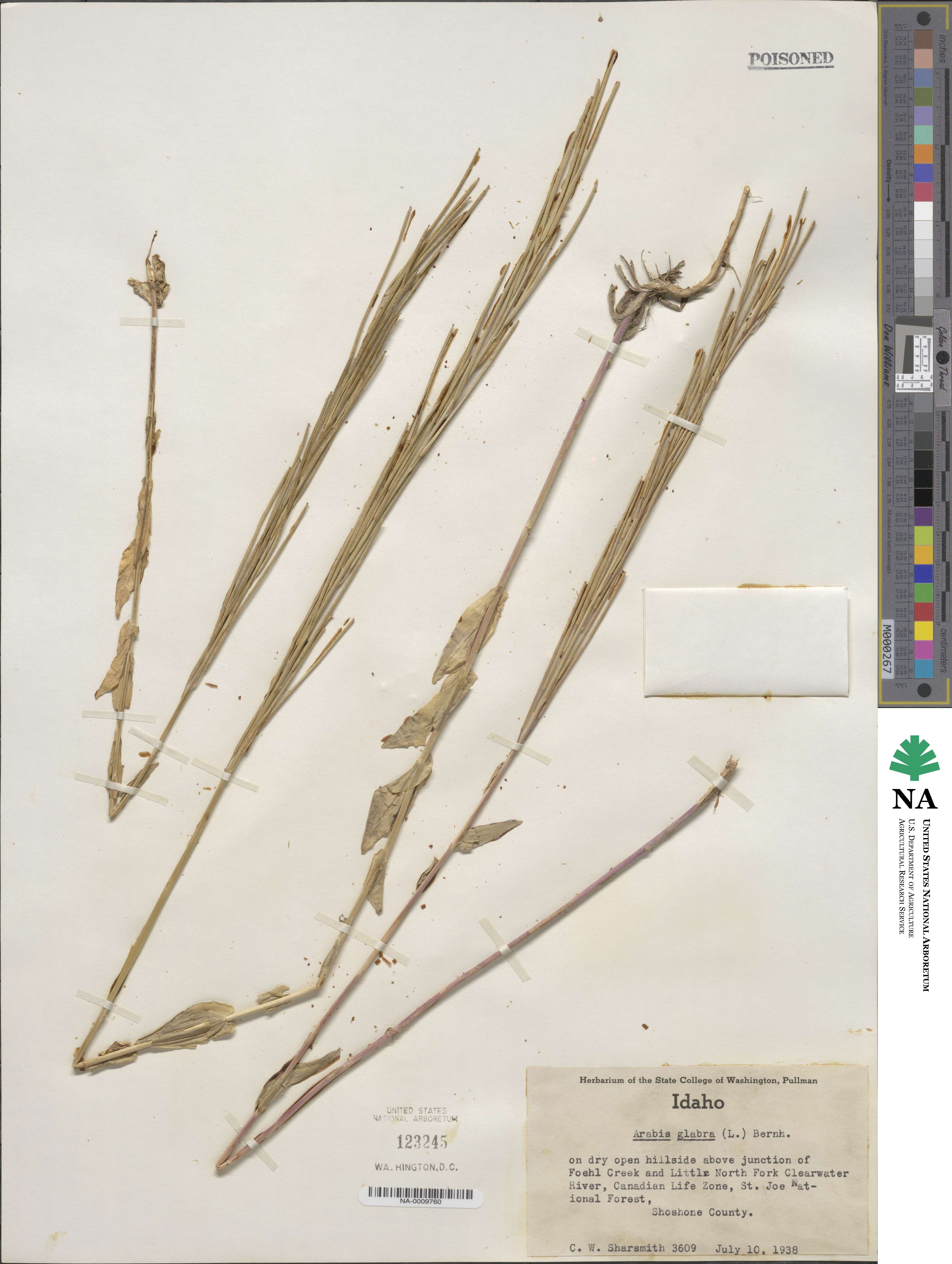 Turritis glabra image