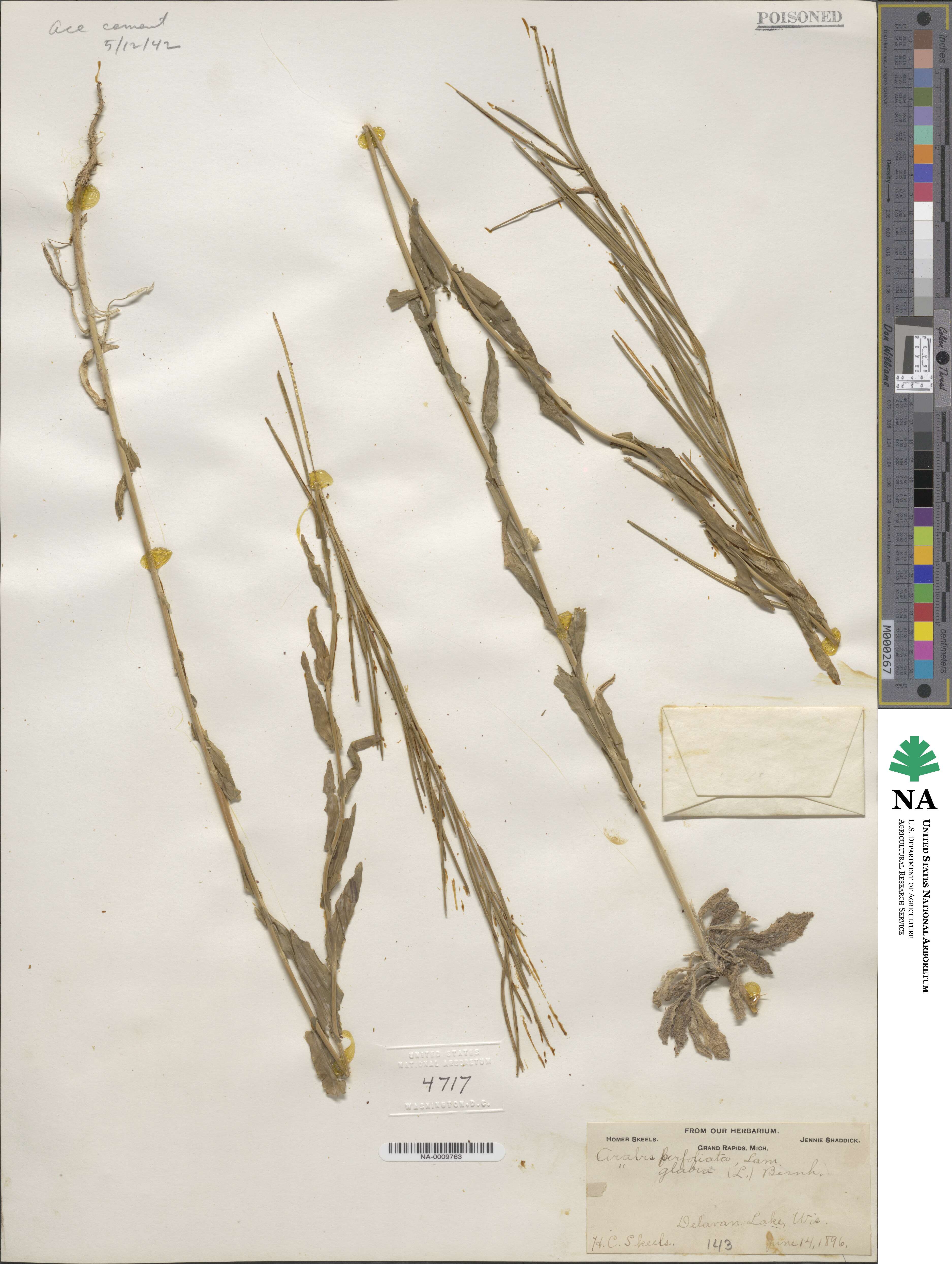 Turritis glabra image