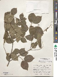 Viburnum rafinesqueanum image