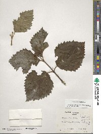 Viburnum dentatum image