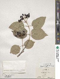 Viburnum molle image