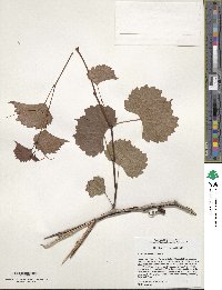 Vitis rupestris image