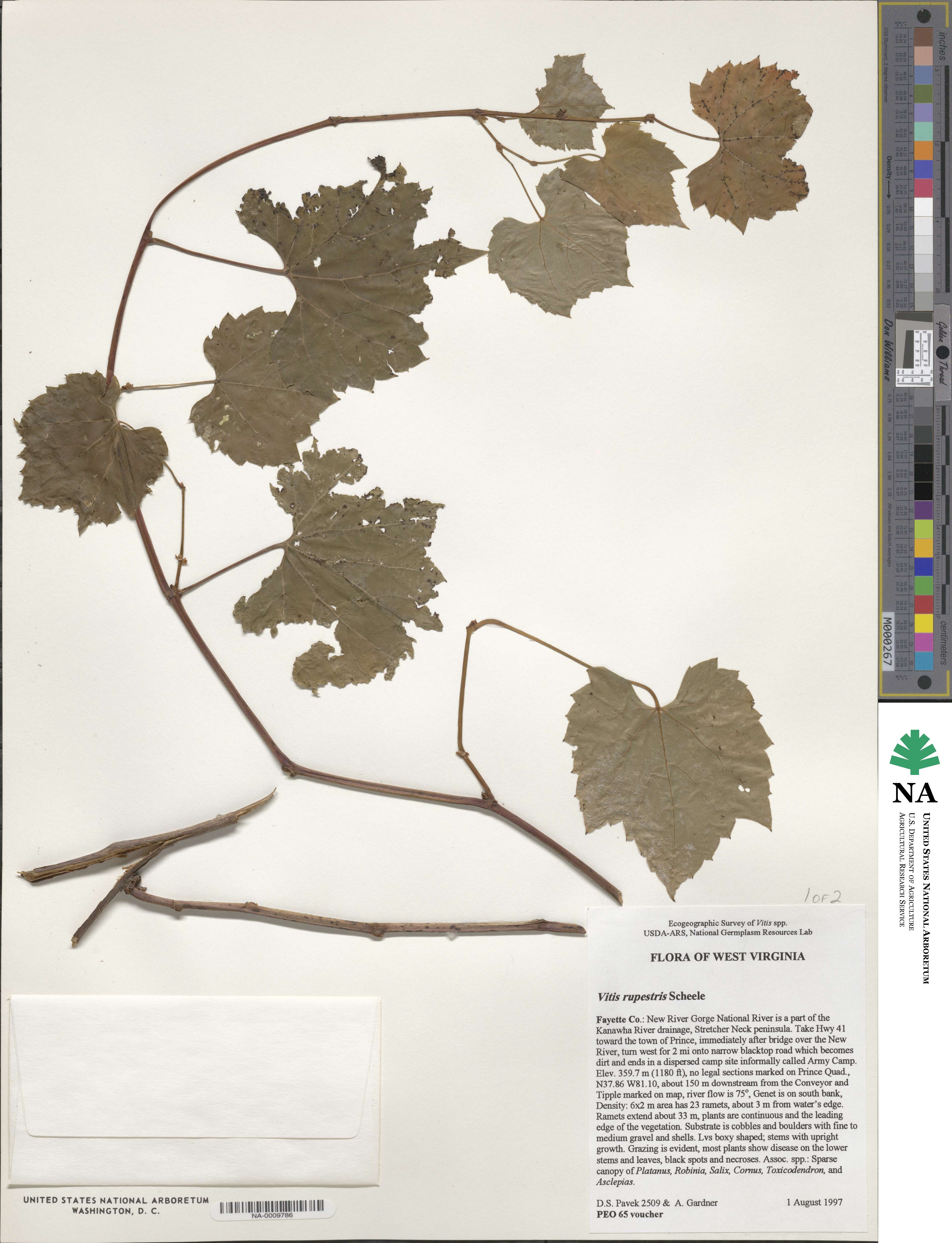 Vitis rupestris image