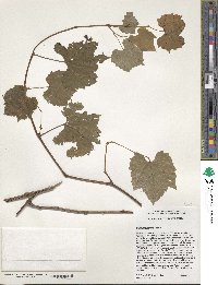 Vitis rupestris image