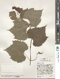 Vitis rupestris image