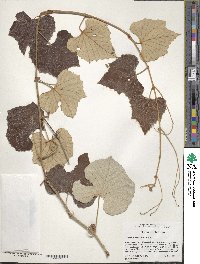 Vitis shuttleworthii image