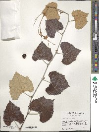 Vitis shuttleworthii image