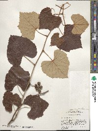 Vitis shuttleworthii image