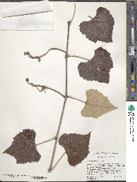 Vitis shuttleworthii image