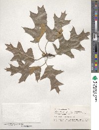 Quercus velutina image