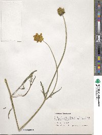 Coreopsis lanceolata image