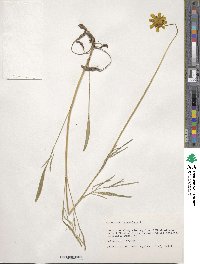 Coreopsis lanceolata image