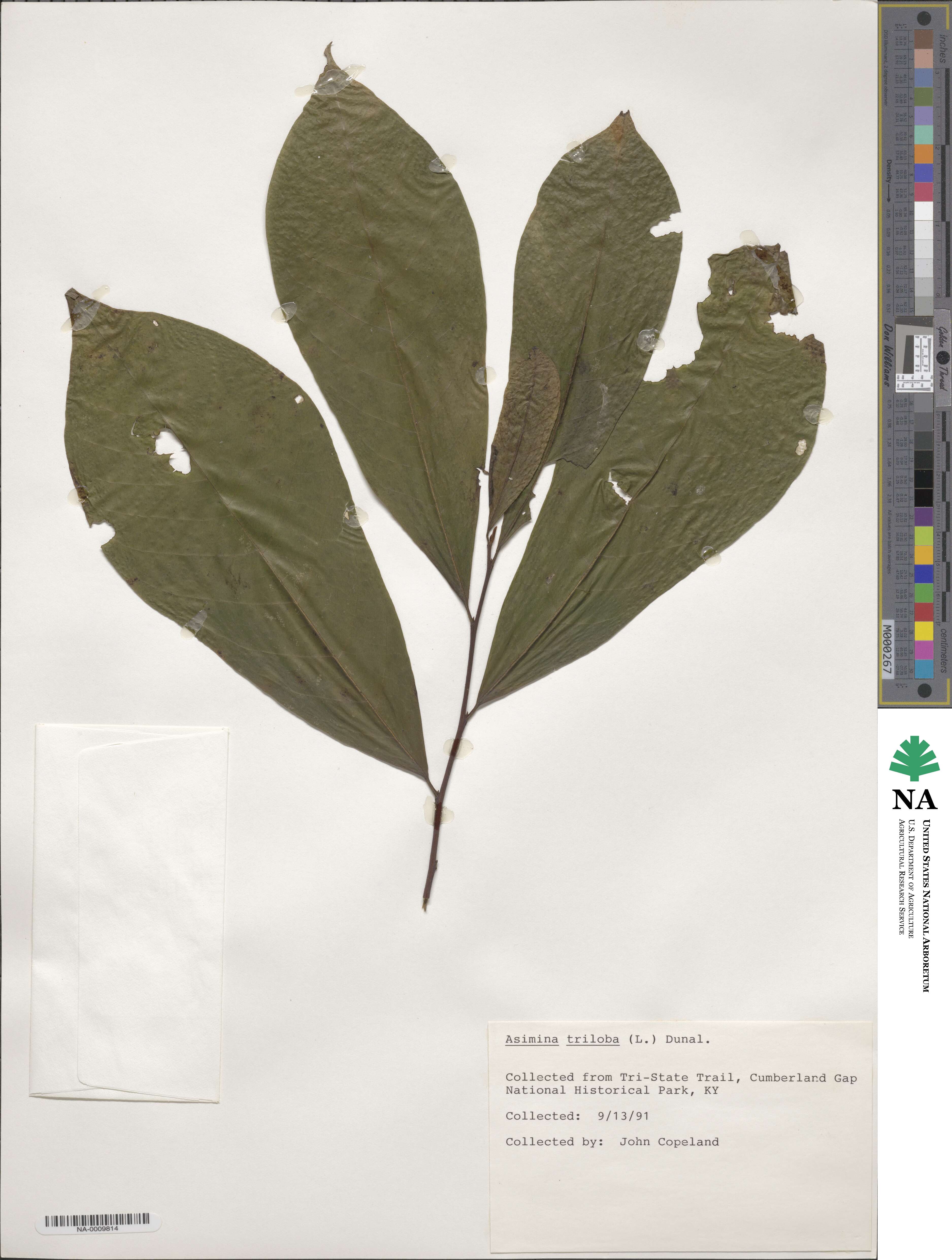 Annonaceae image