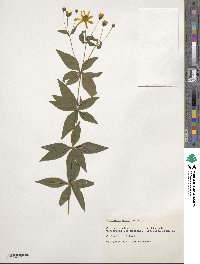 Image of Coreopsis major