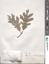 Quercus alba image