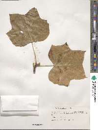 Liriodendron tulipifera image