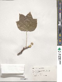 Liriodendron tulipifera image