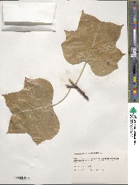 Liriodendron tulipifera image