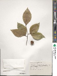 Fagus grandifolia image