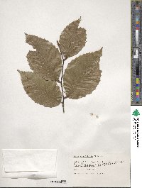 Fagus grandifolia image