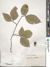 Fagus grandifolia image