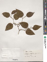 Smilax rotundifolia image