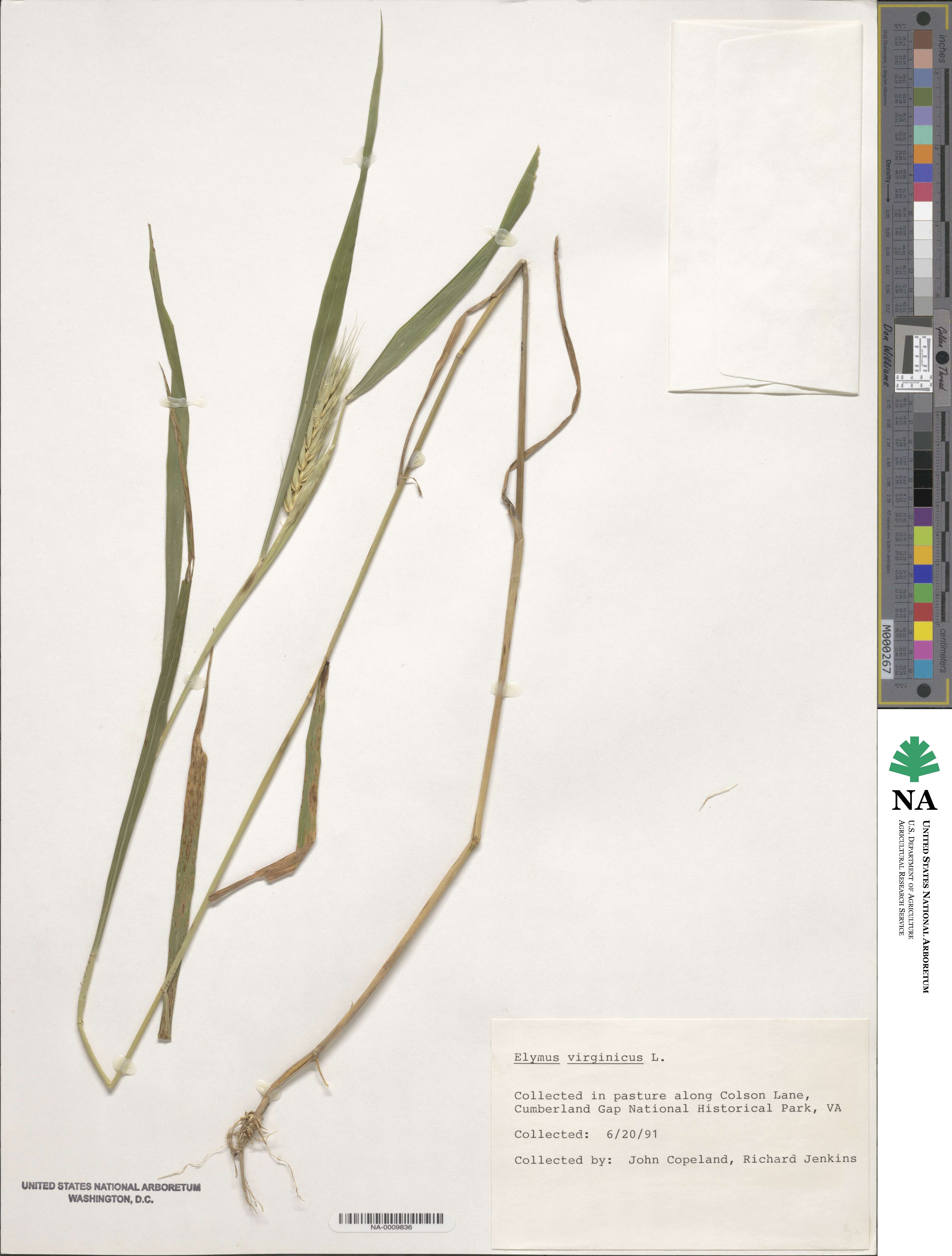 Elymus virginicus image