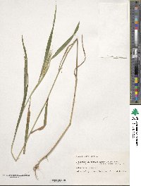 Elymus virginicus image