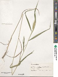 Elymus virginicus image