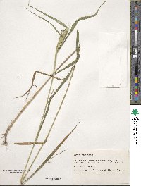 Elymus virginicus image