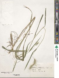 Elymus villosus image