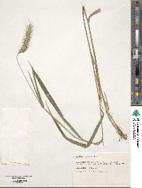 Elymus villosus image