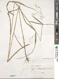 Image of Elymus hystrix