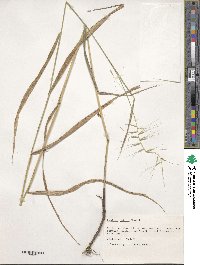 Elymus hystrix image