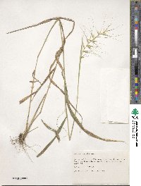 Elymus hystrix image