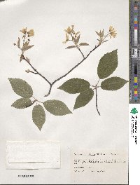 Amelanchier arborea image