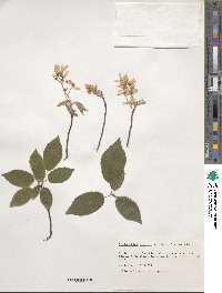 Amelanchier arborea image